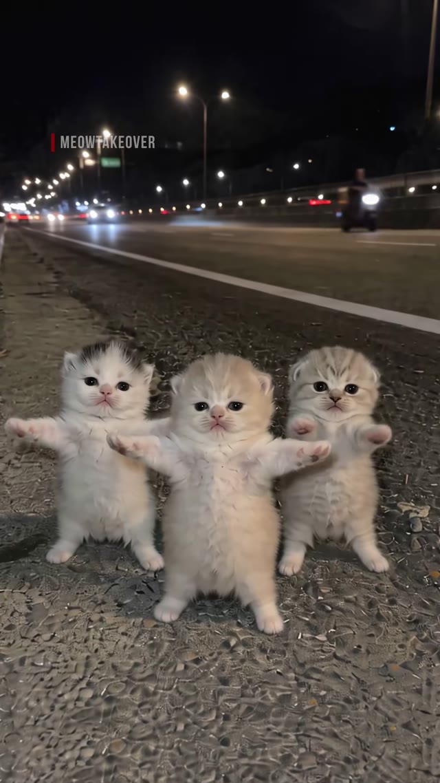 授权参考：meowtakeover 的三猫舞蹈